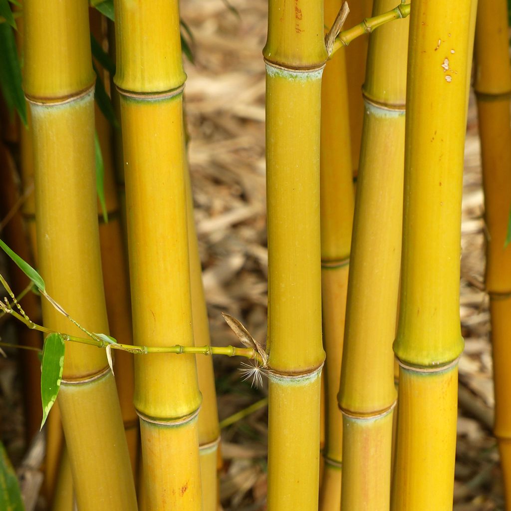 Jättibambu - Phyllostachys aureosulcata