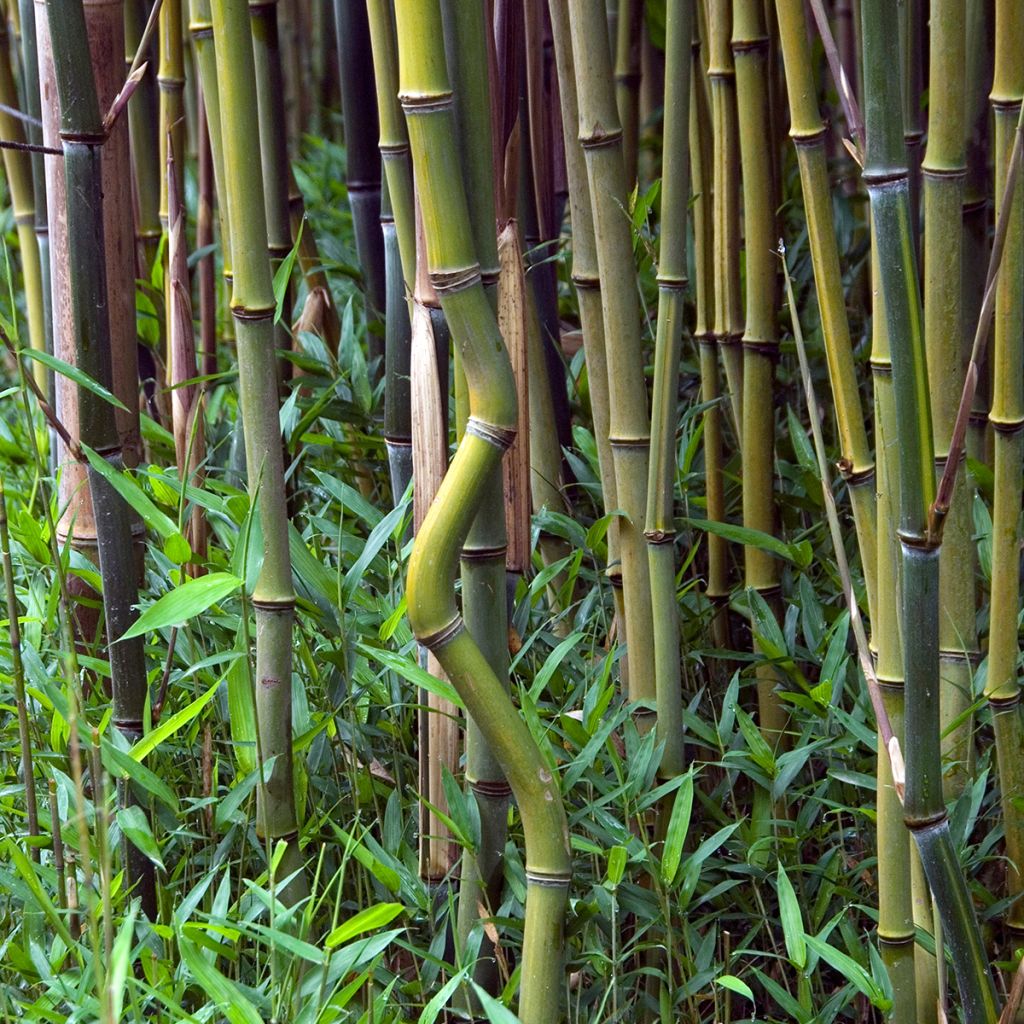 Jättibambu - Phyllostachys aureosulcata