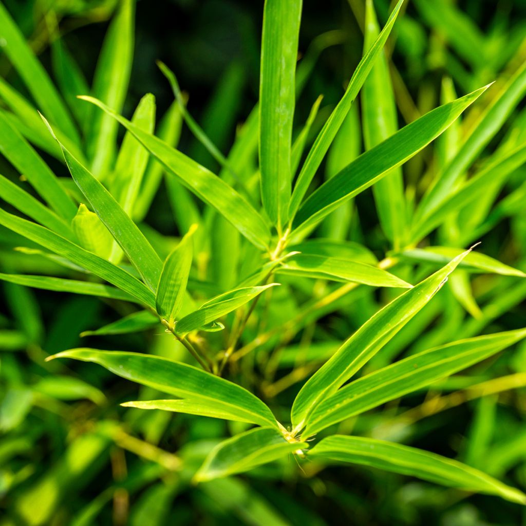 Jättibambu - Phyllostachys aureosulcata