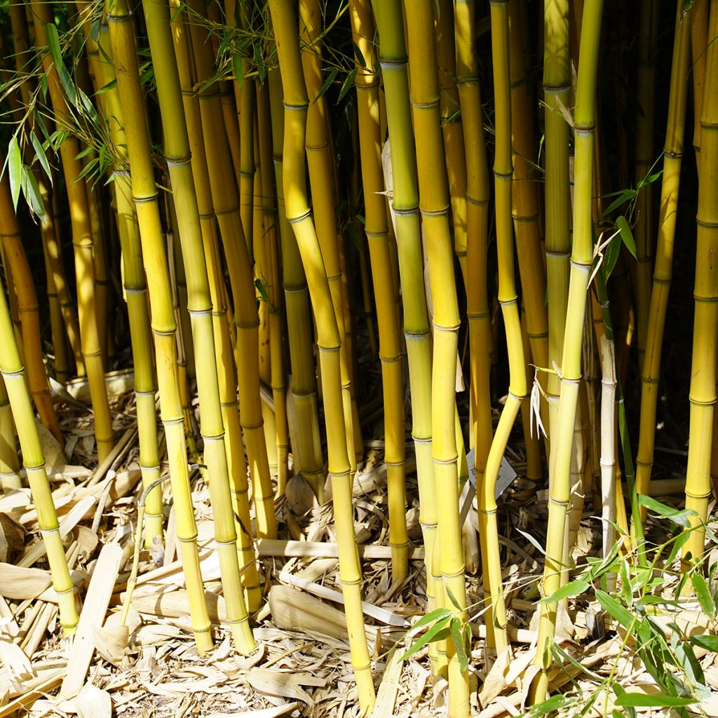 Jättibambu - Phyllostachys aureosulcata