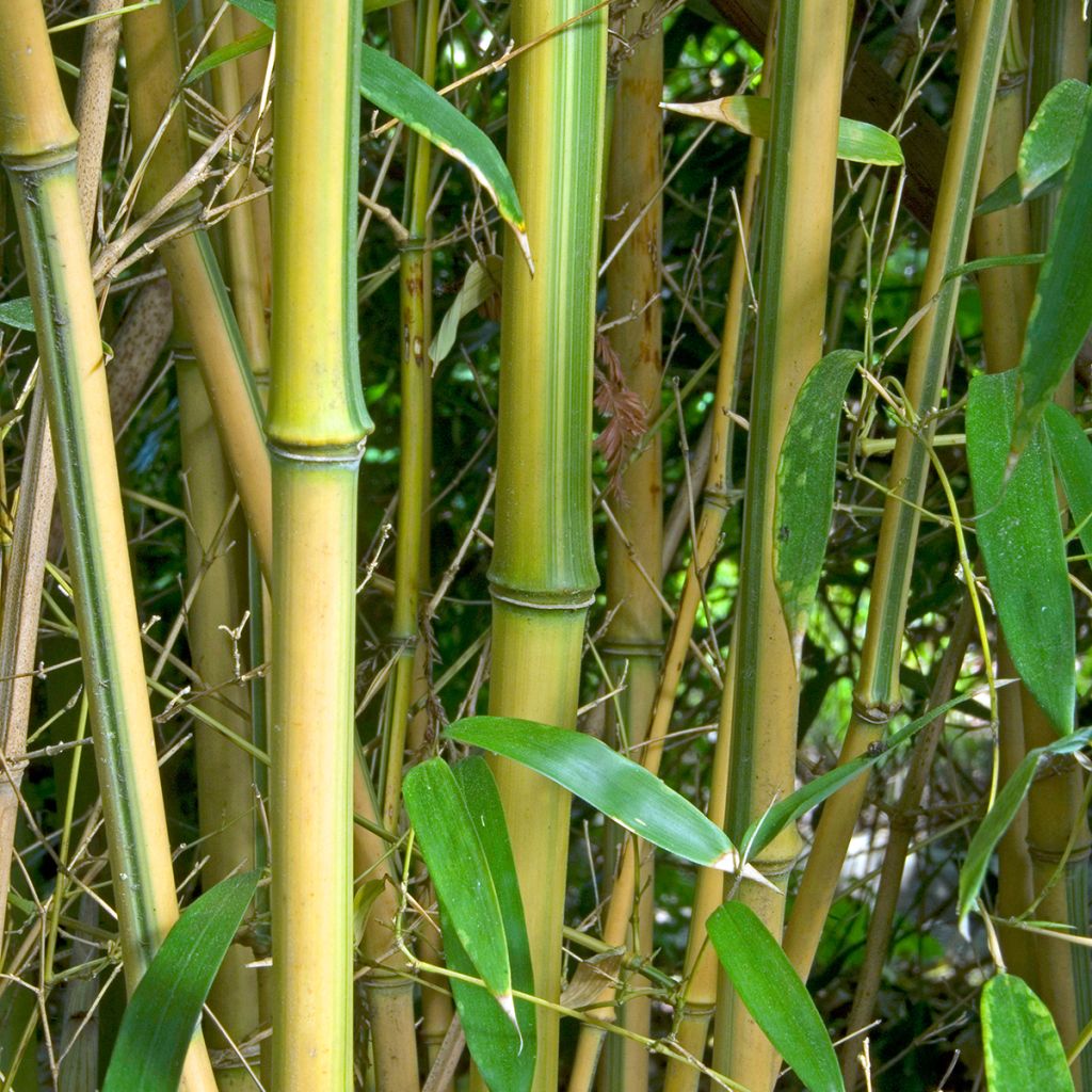 Jättibambu Spectabilis