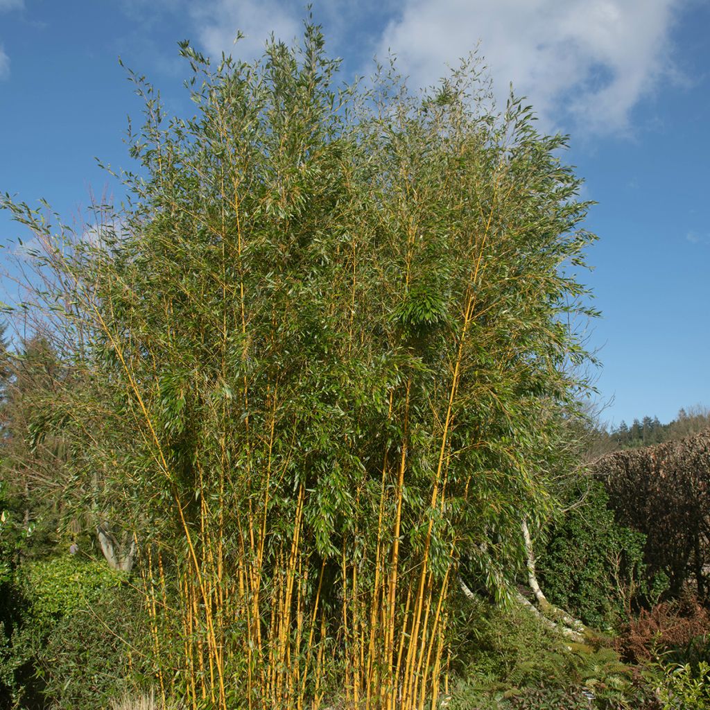 Jättibambu Spectabilis