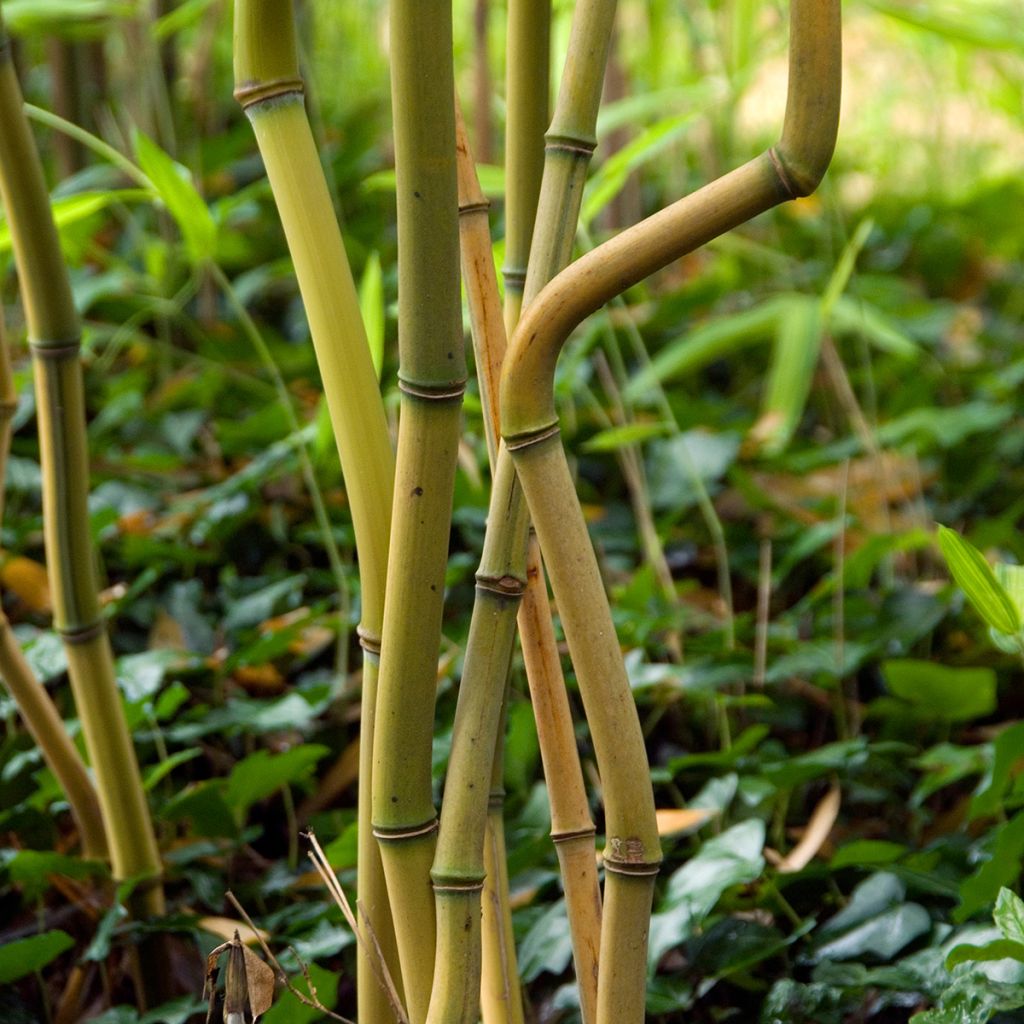 Jättibambu Spectabilis