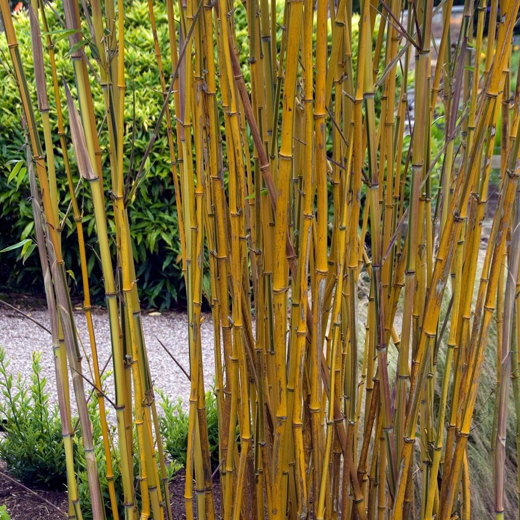 Jättibambu Spectabilis