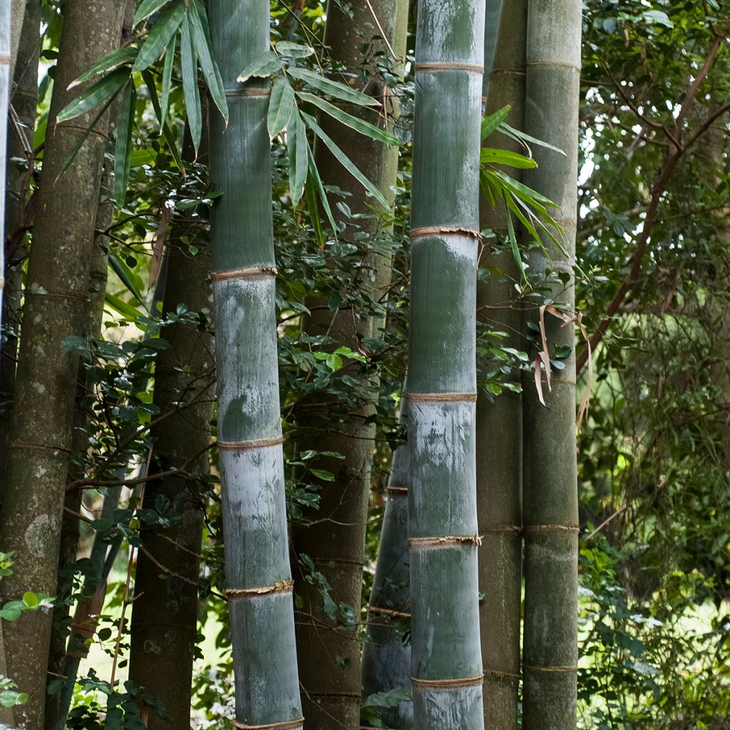 Mustabambu Henonis