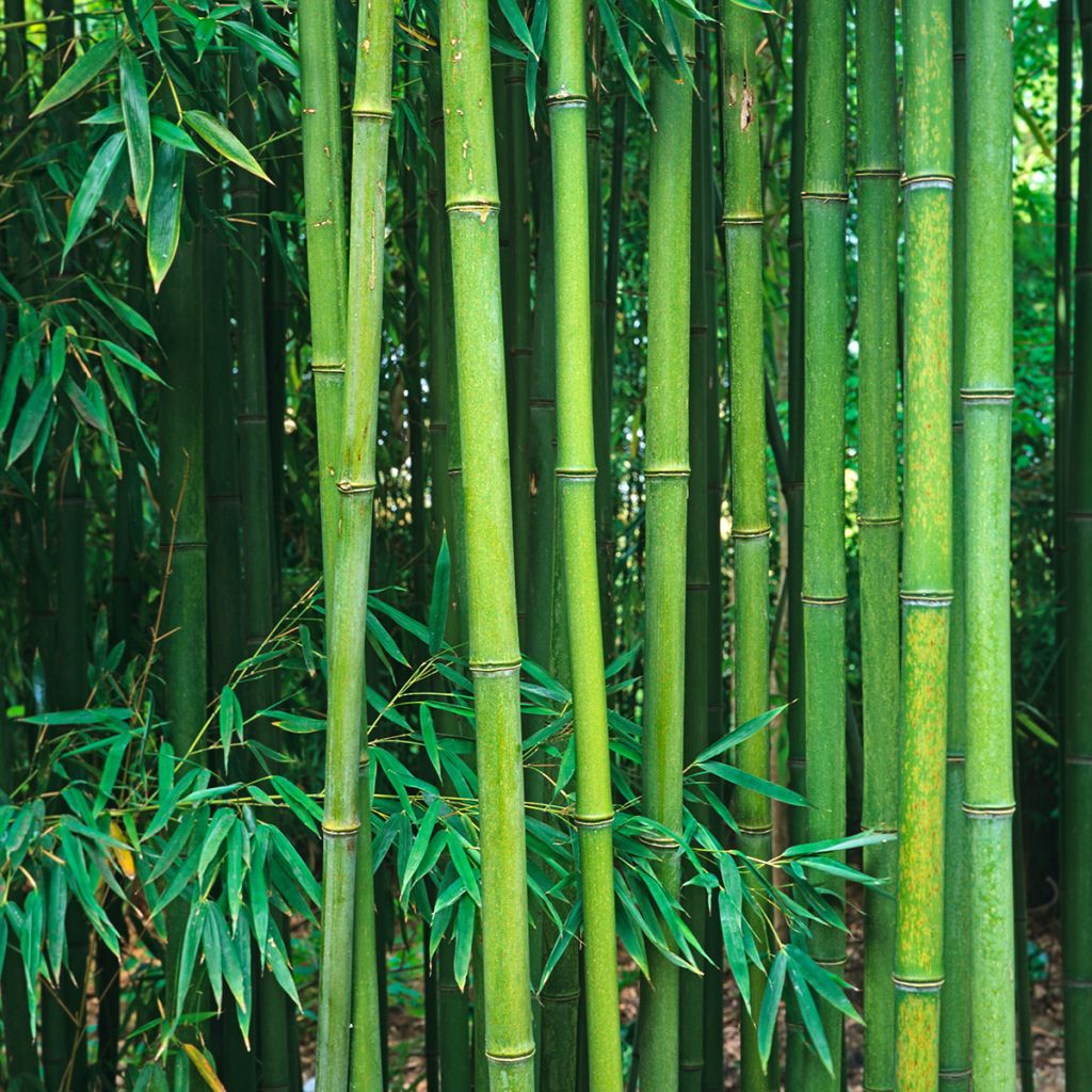 Bambu - Phyllostachys viridiglaucescens