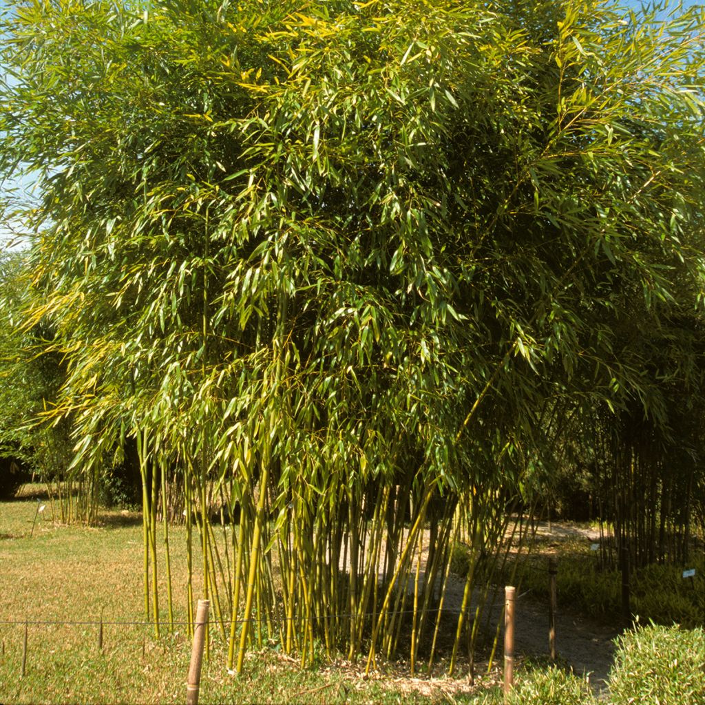 Bambu - Phyllostachys viridiglaucescens