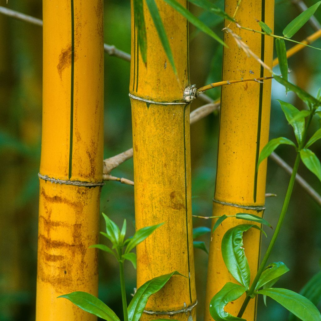 Bambu Sulphurea (Robert Young)