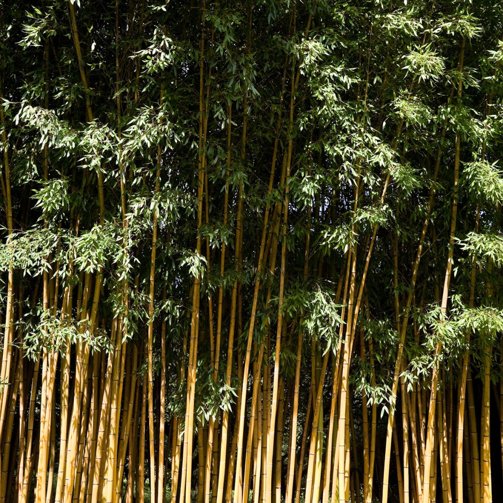 Bambu Sulphurea (Robert Young)