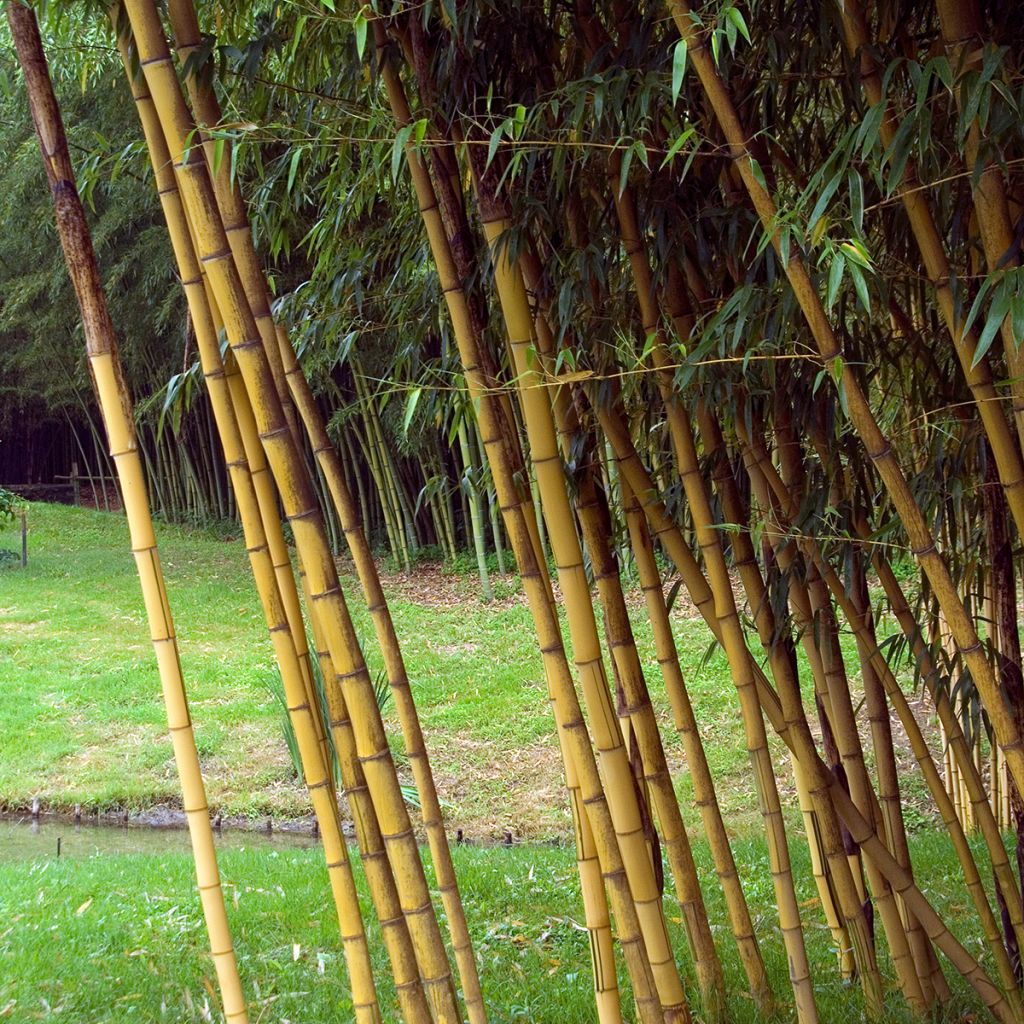 Bambu Aureocaulis