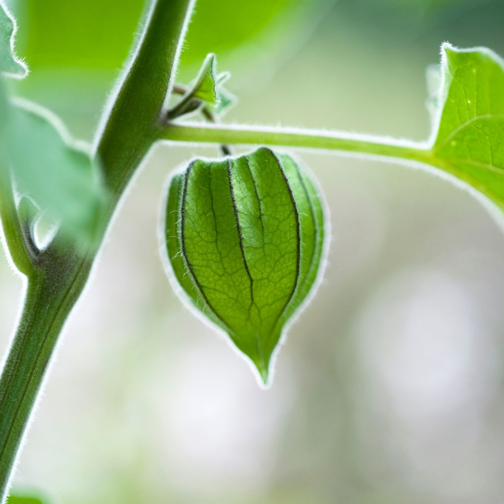 Karviaiskoiso - Physalis peruviana