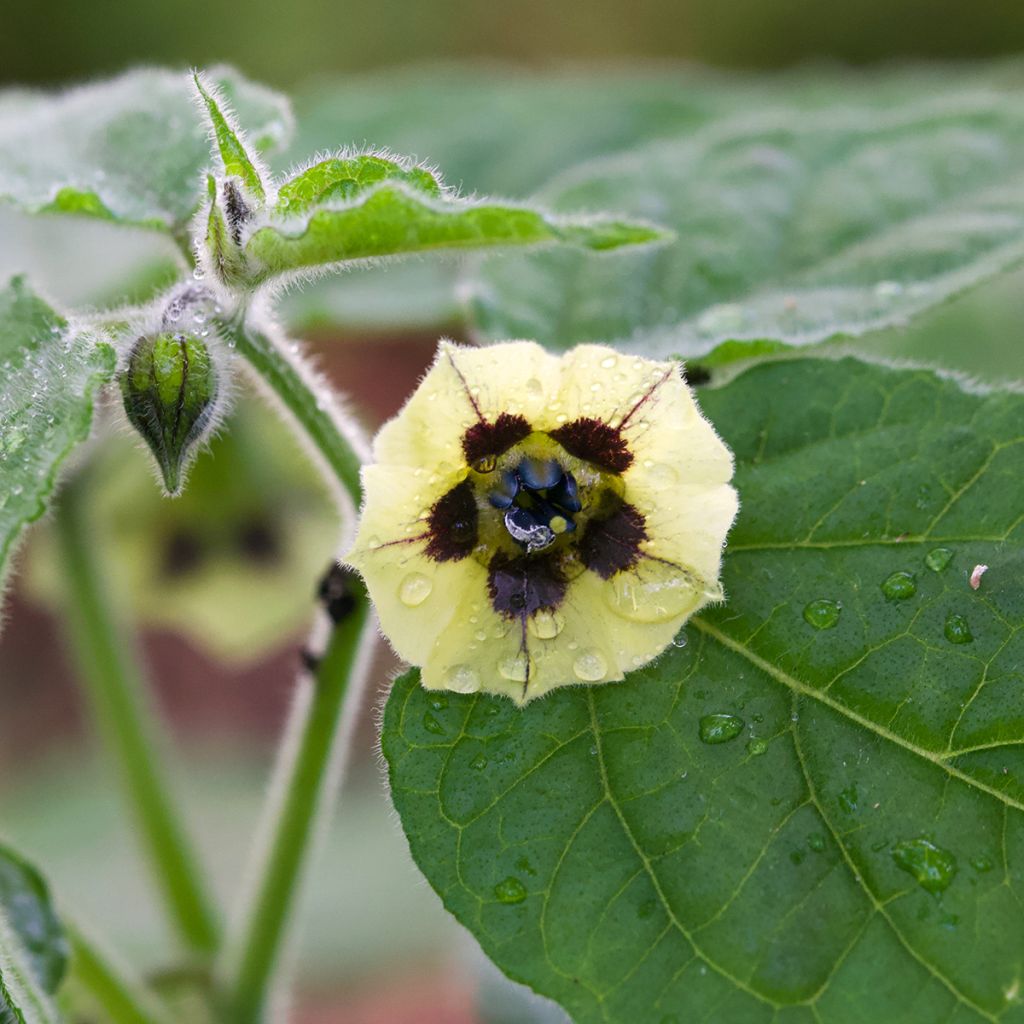 Karviaiskoiso - Physalis peruviana