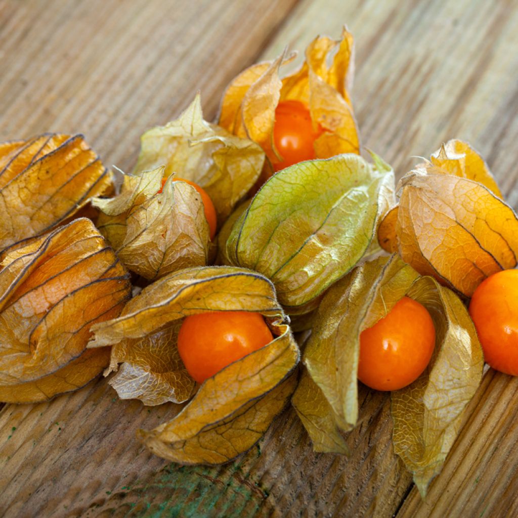 Karviaiskoiso - Physalis peruviana