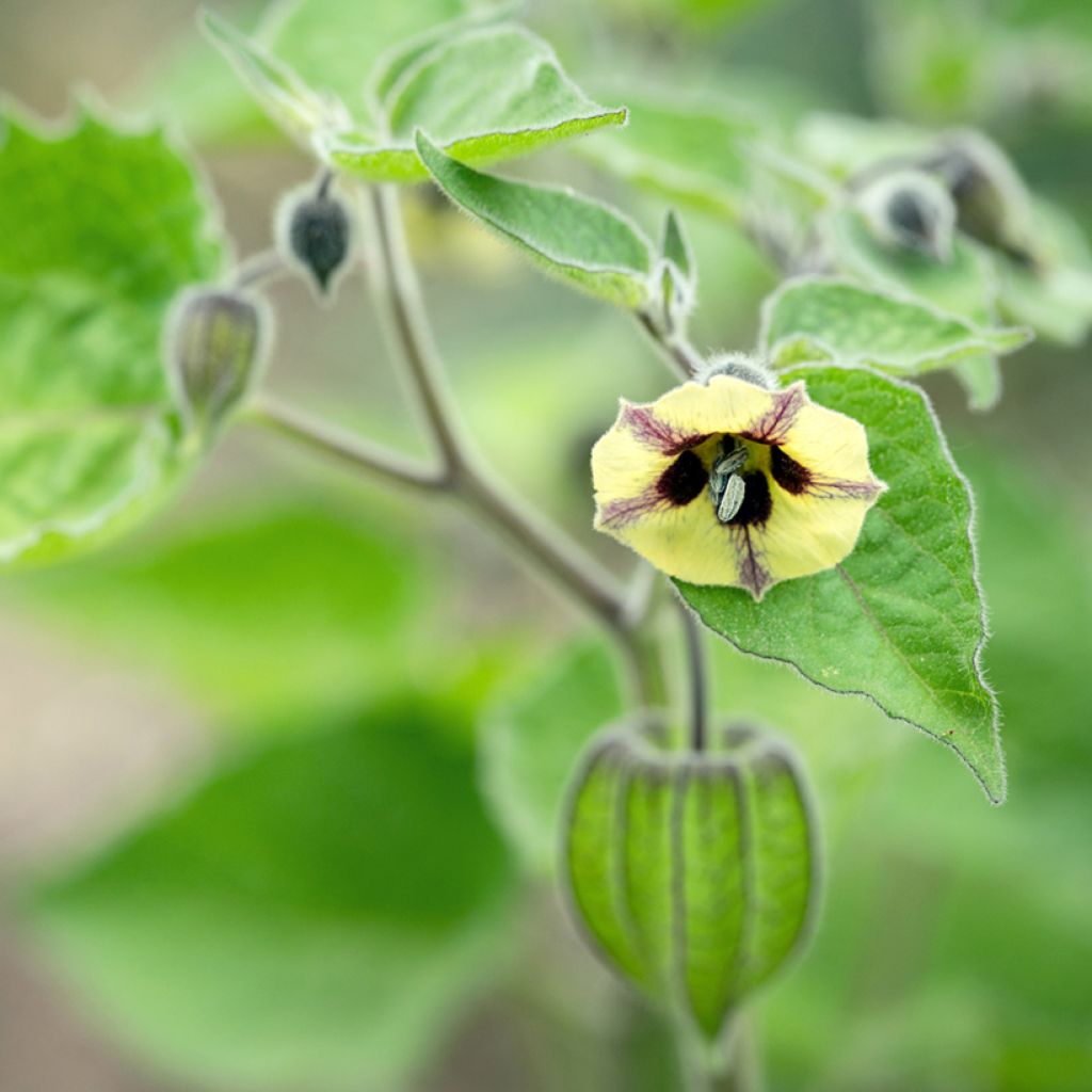 Karviaiskoiso - Physalis peruviana