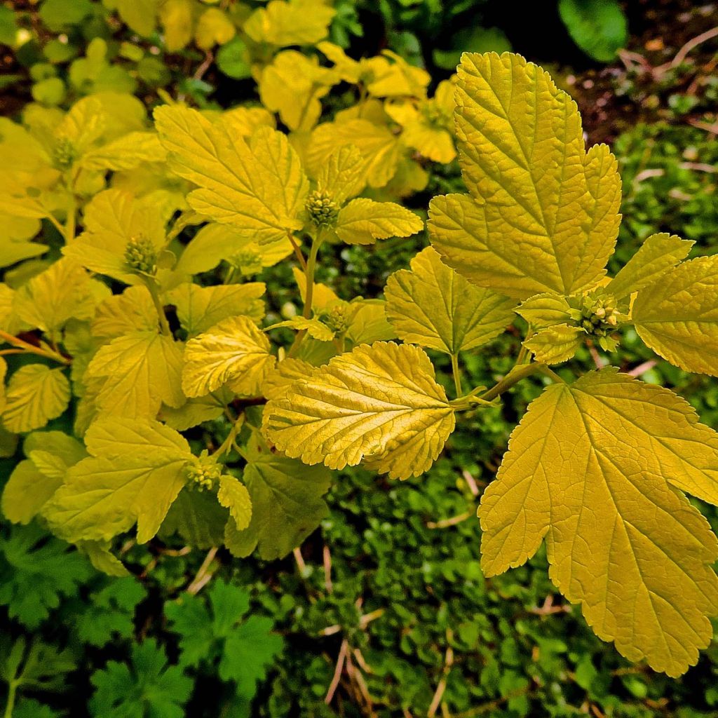 Lännenheisiangervo Dart's Gold