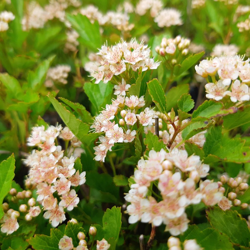 Lännenheisiangervo Little Greeny