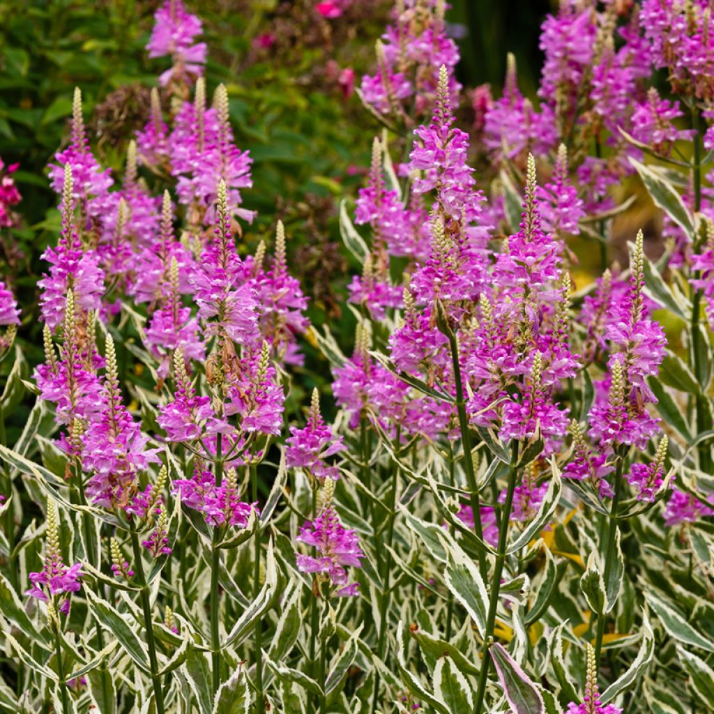Norsunhäntä Variegata