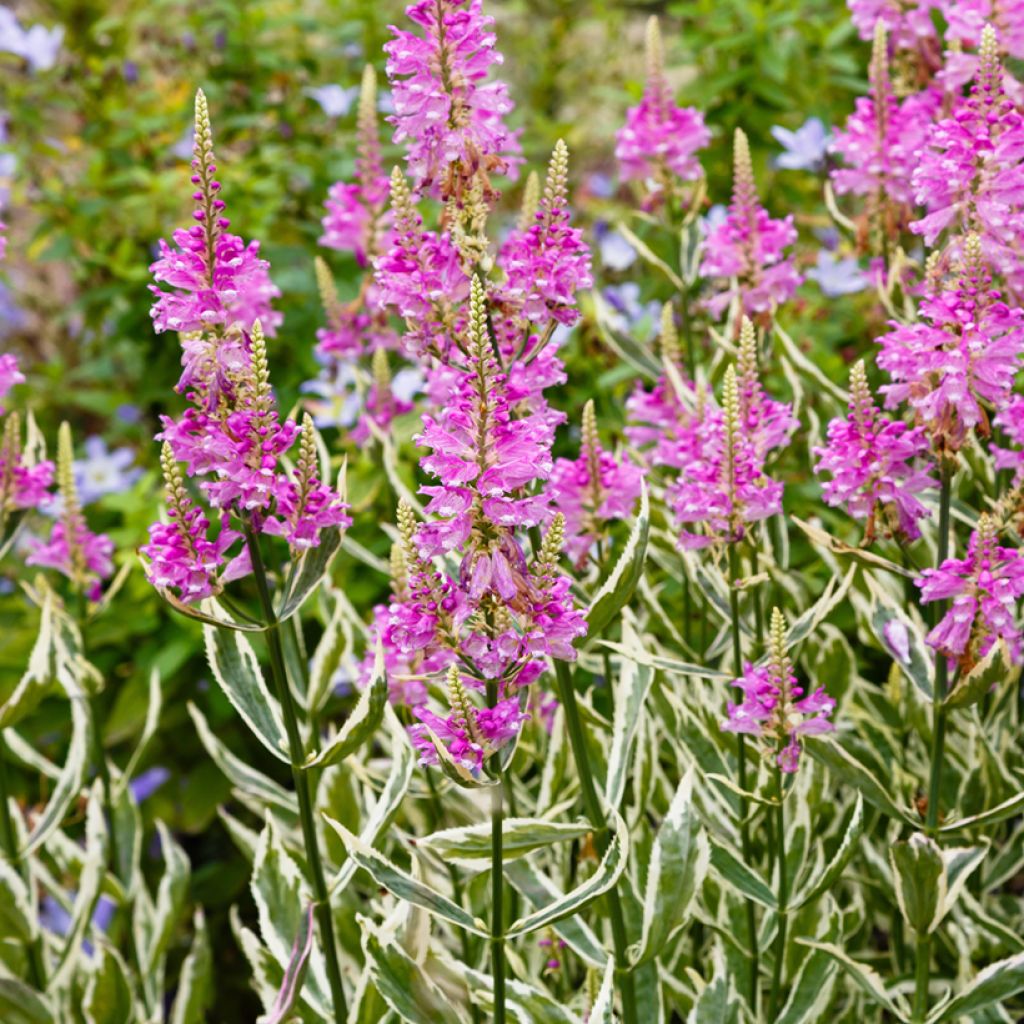 Norsunhäntä Variegata