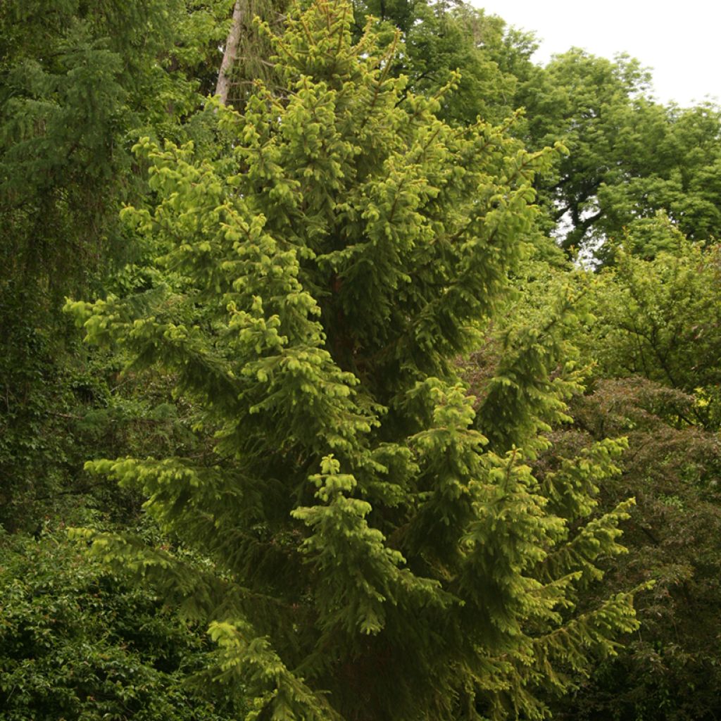 Metsäkuusi Aurea Magnifica
