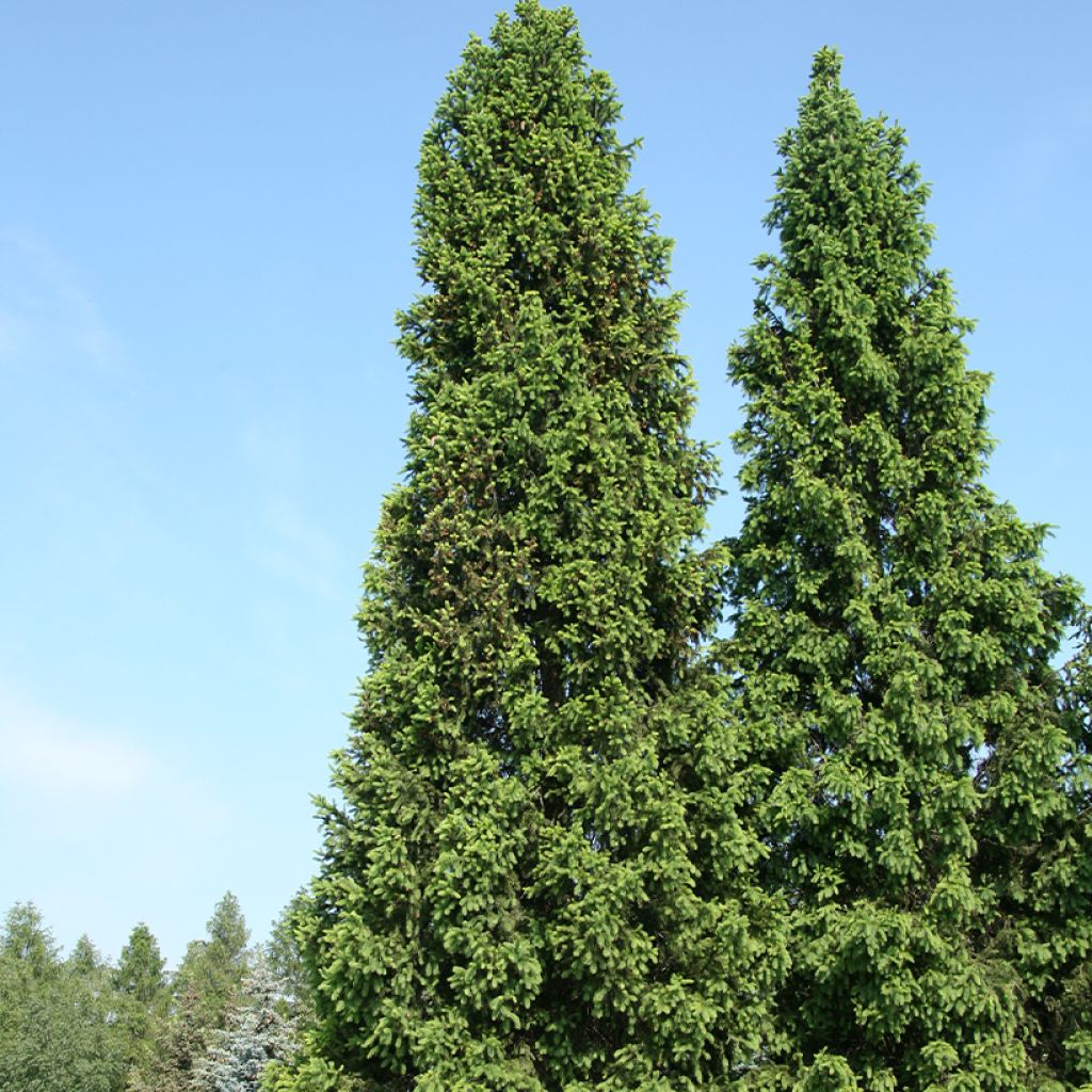 Metsäkuusi Cupressina
