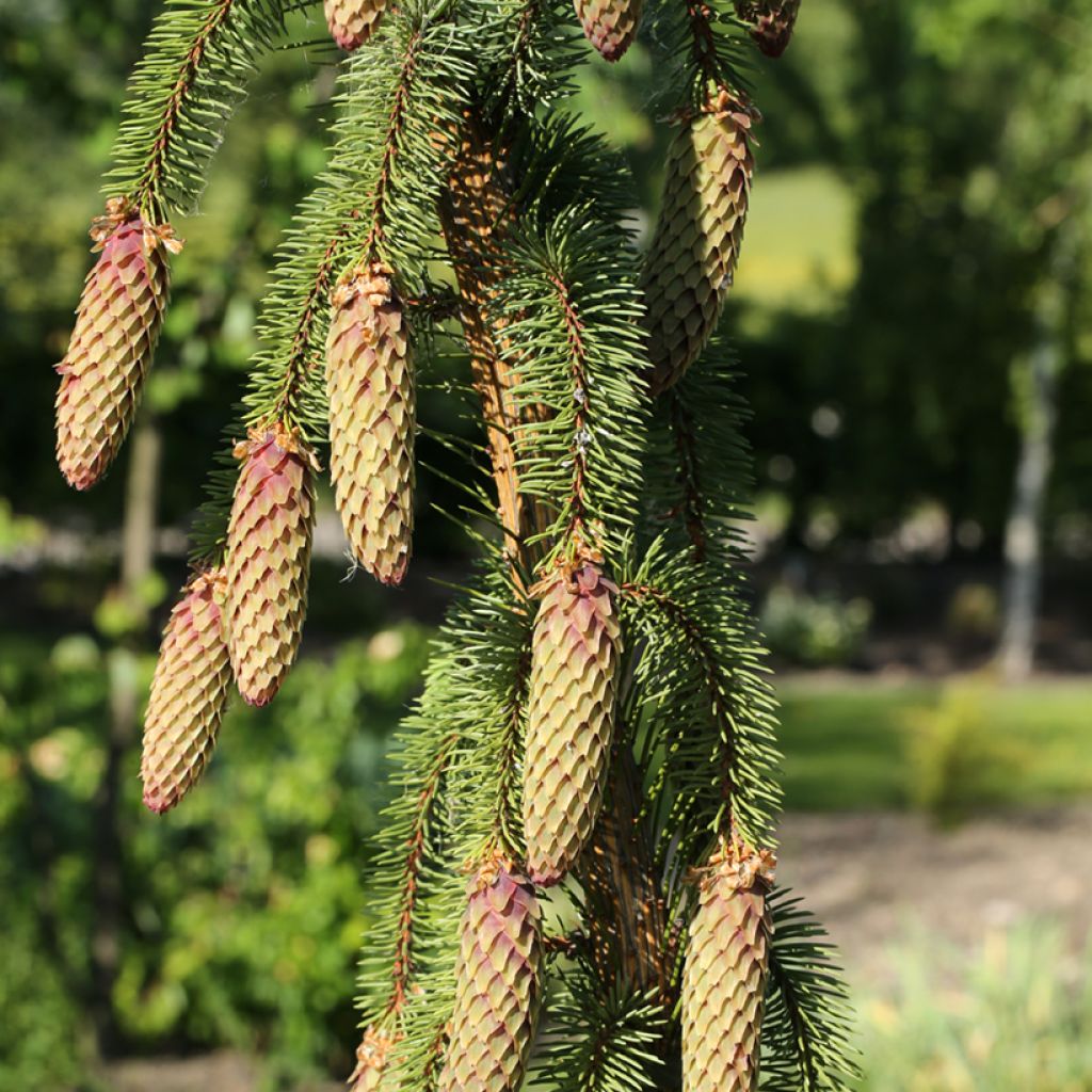 Metsäkuusi Krasickiana