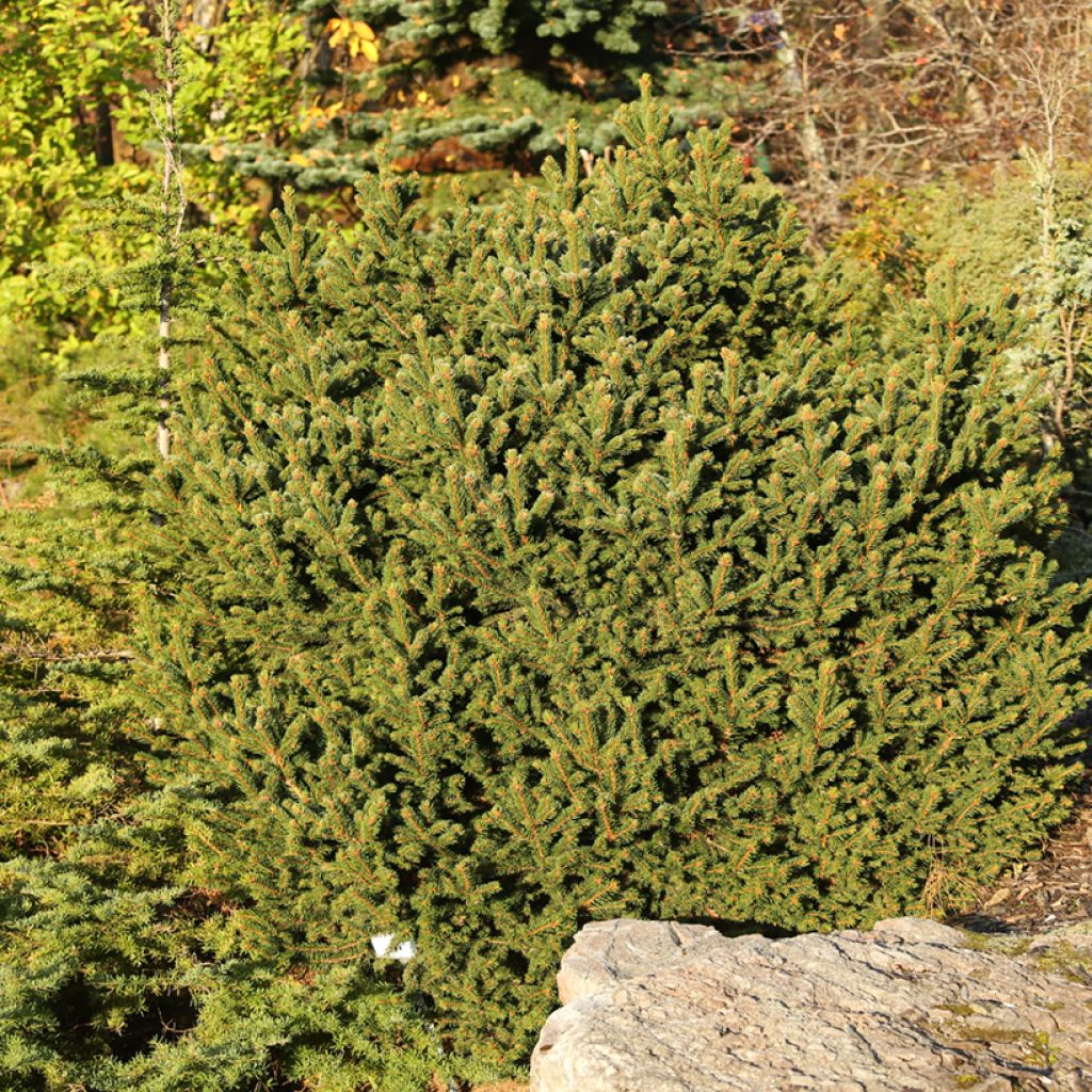Metsäkuusi Ohlendorffii