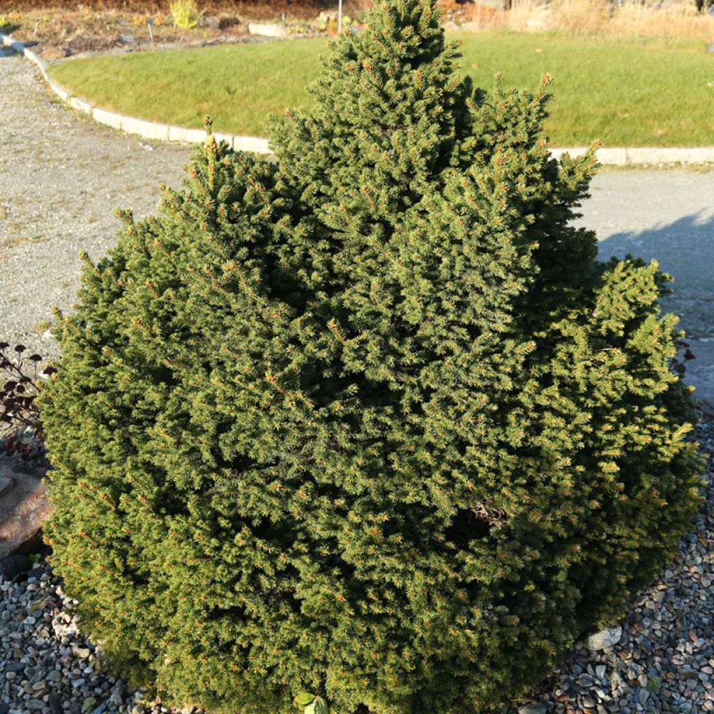 Metsäkuusi Ohlendorffii