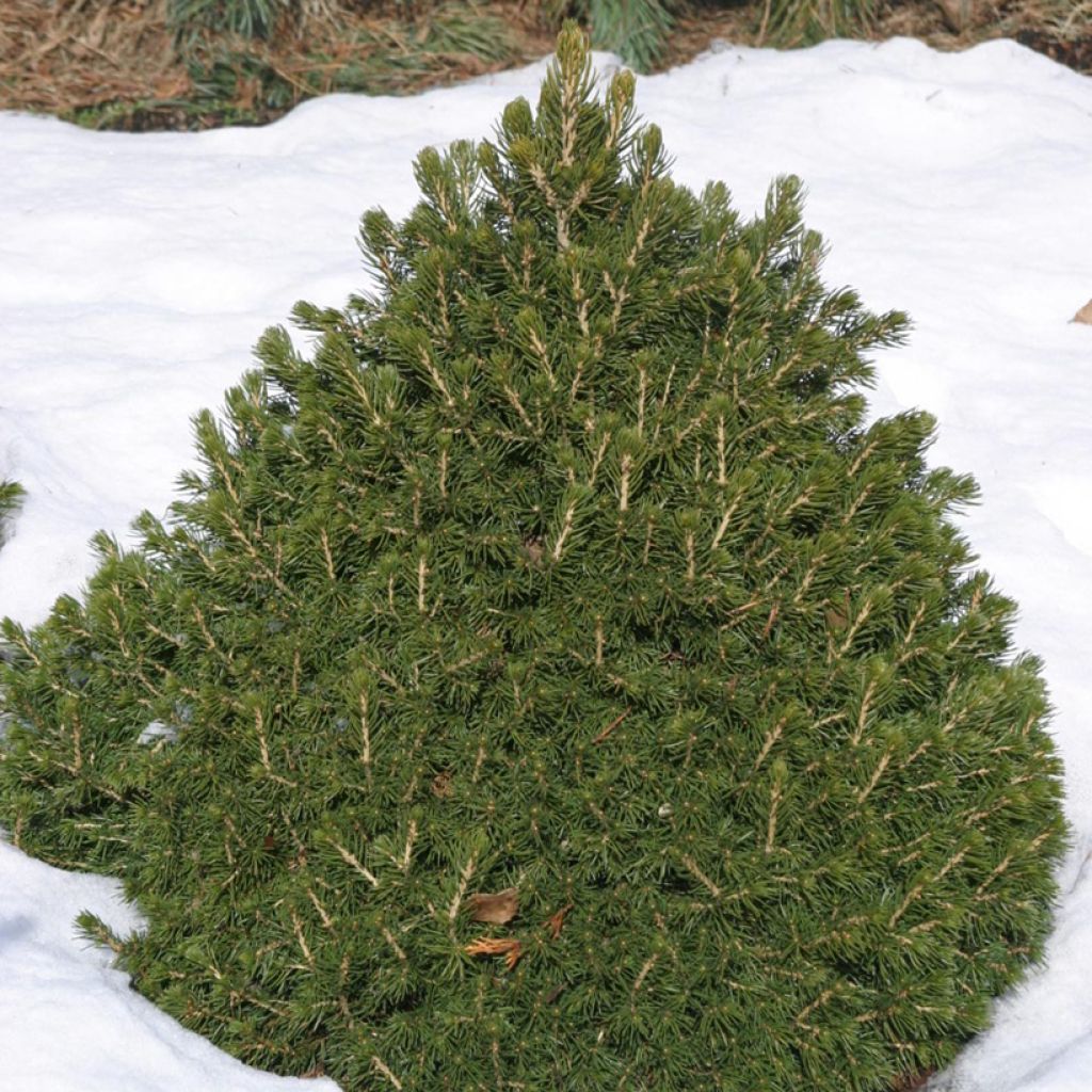 Metsäkuusi Tompa