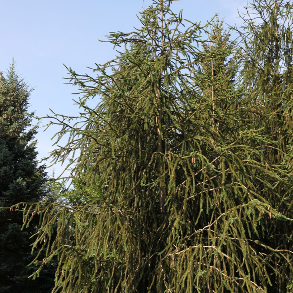Metsäkuusi Virgata