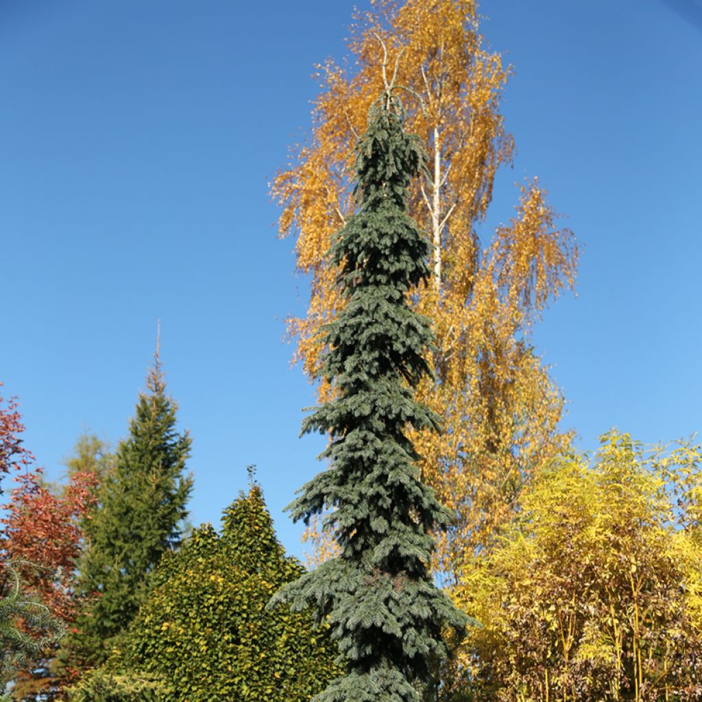 Valkokuusi Pendula