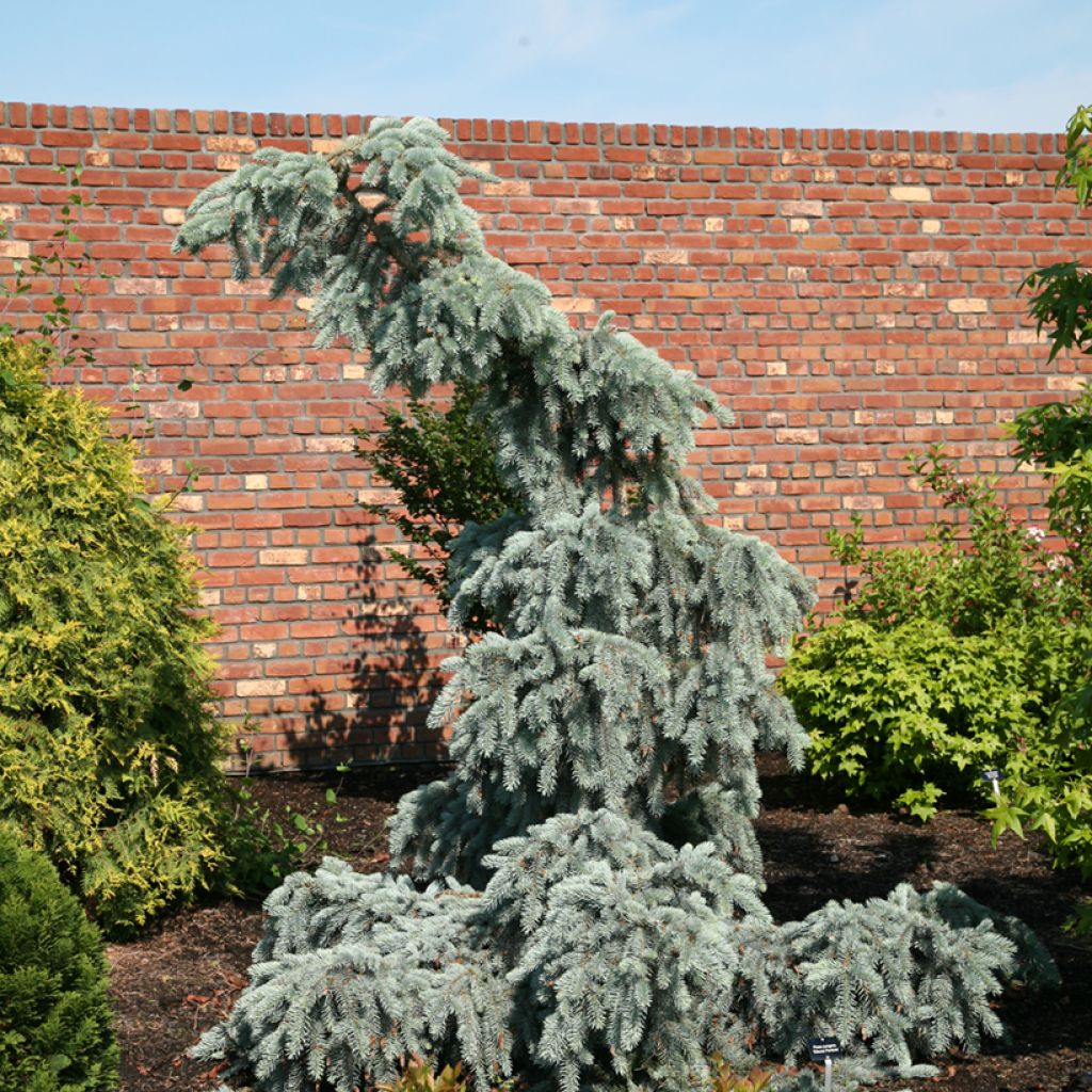 Okakuusi Glauca Pendula