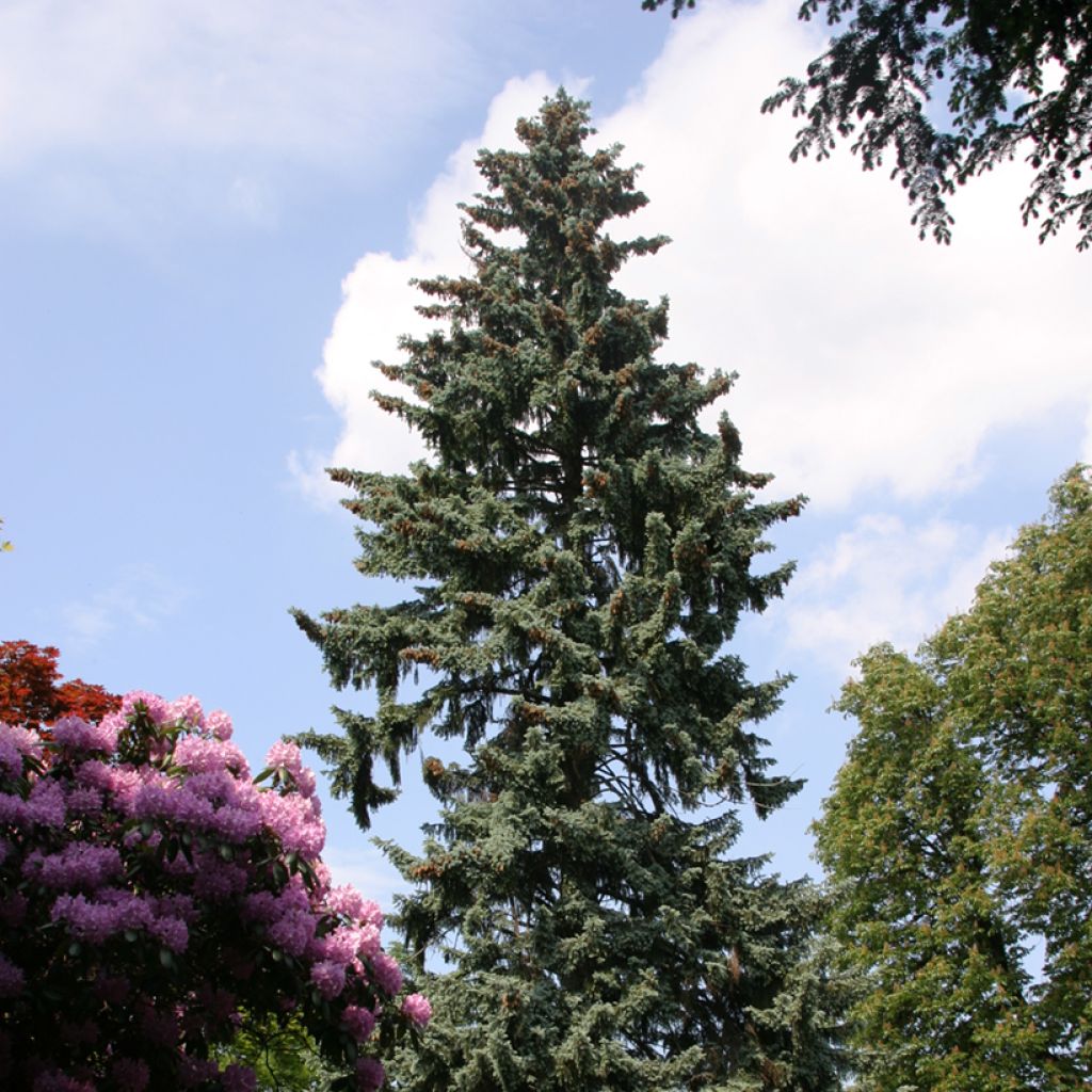 Okakuusi - Picea pungens