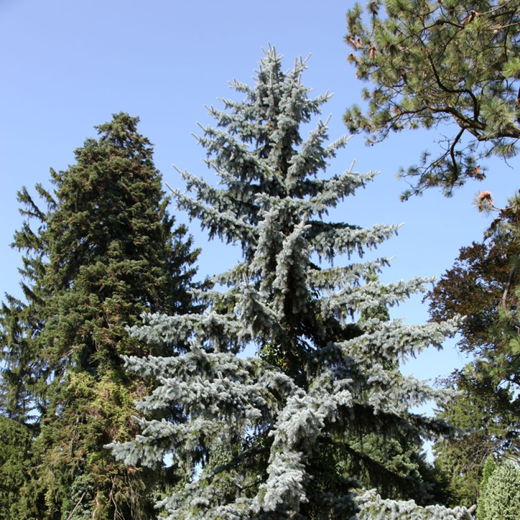 Okakuusi - Picea pungens
