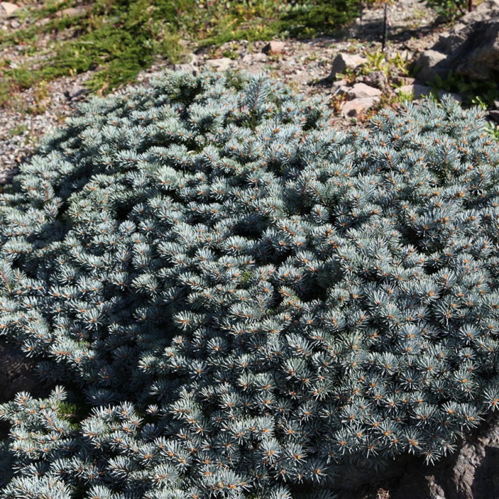 Okakuusi Saint Mary's Broom