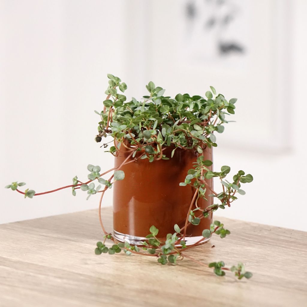 Piilea Greyzy
