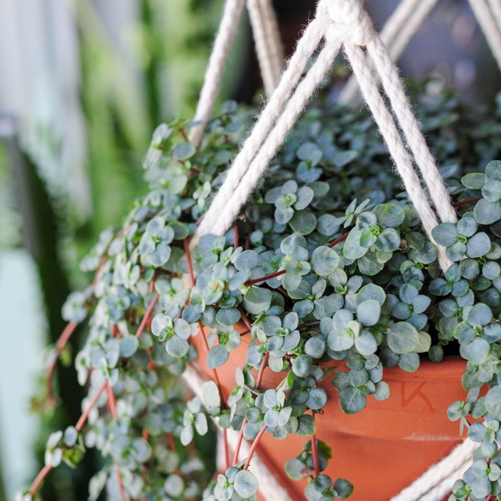 Piilea Greyzy