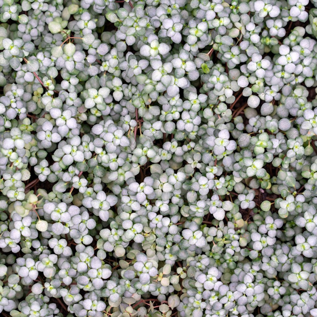 Piilea Greyzy