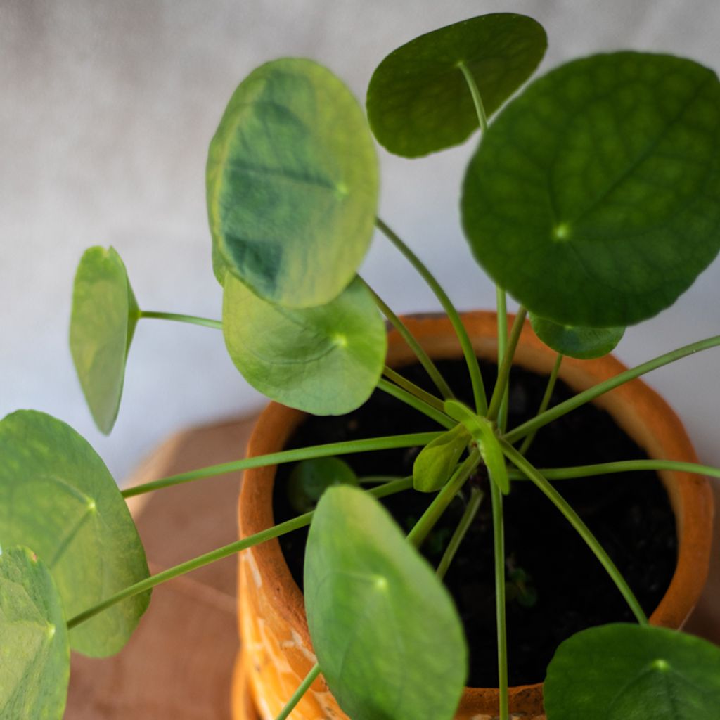 Kilpipiilea - Pilea peperomioides
