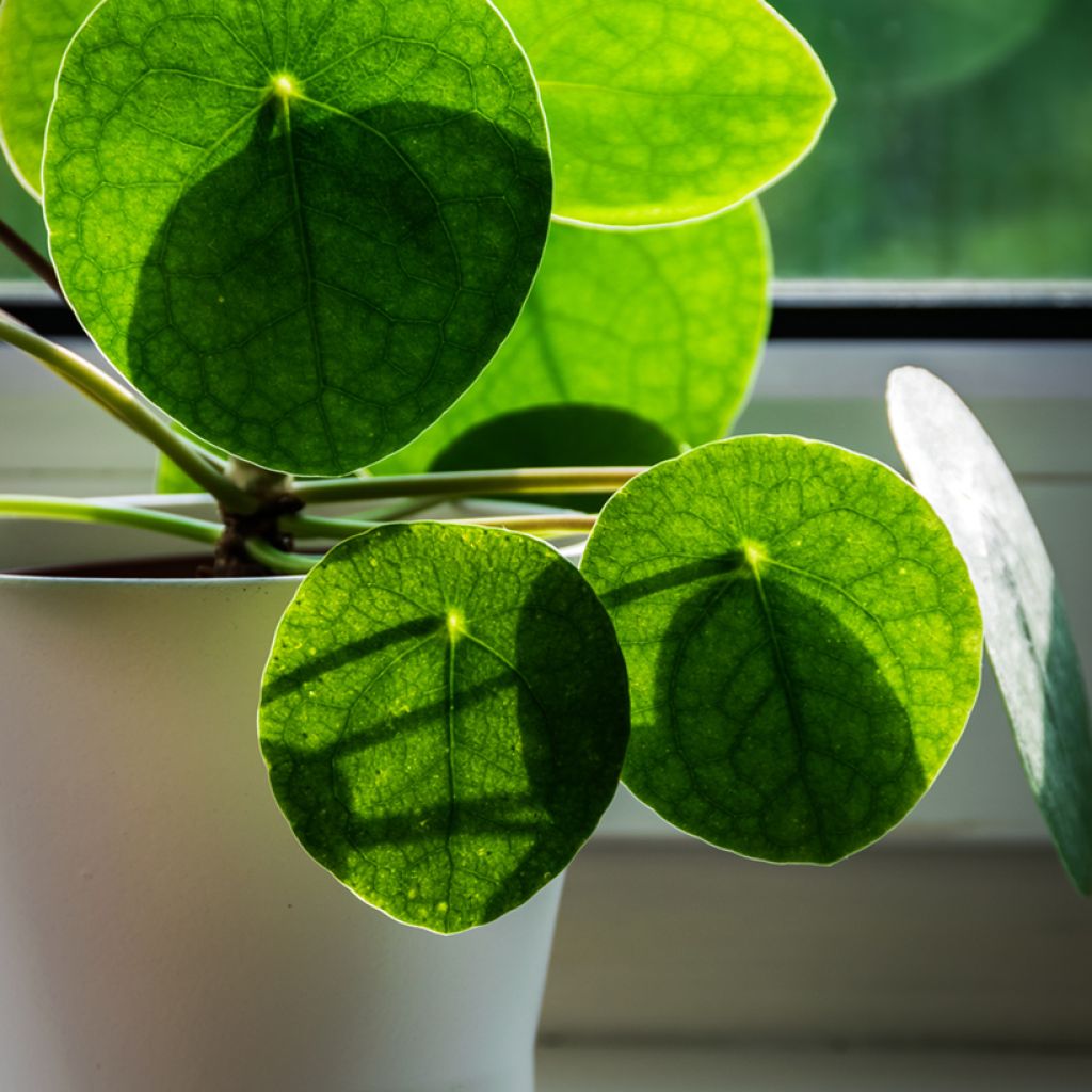 Kilpipiilea - Pilea peperomioides