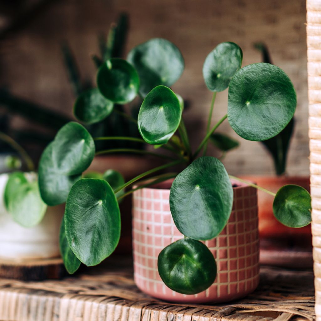 Kilpipiilea - Pilea peperomioides