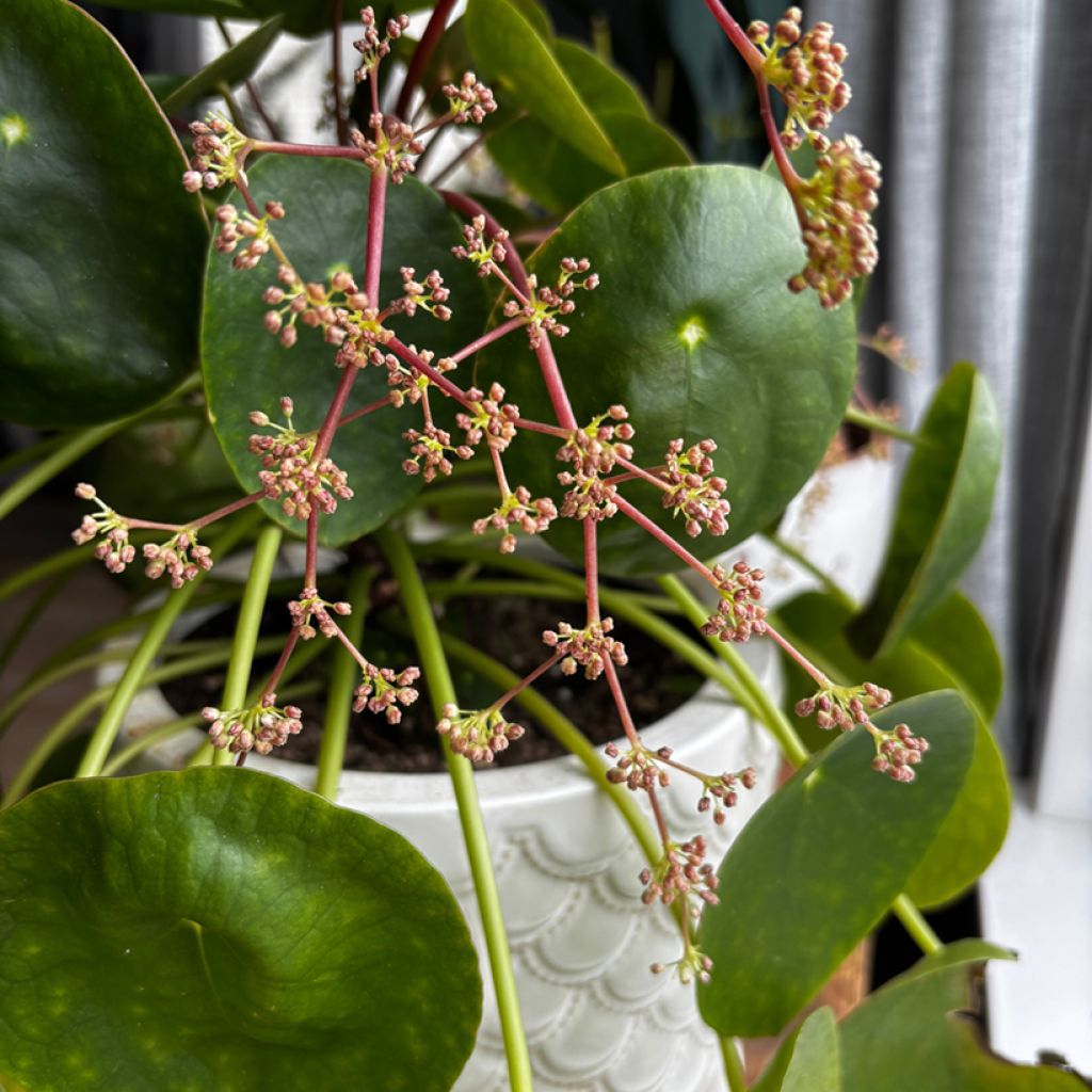 Kilpipiilea - Pilea peperomioides