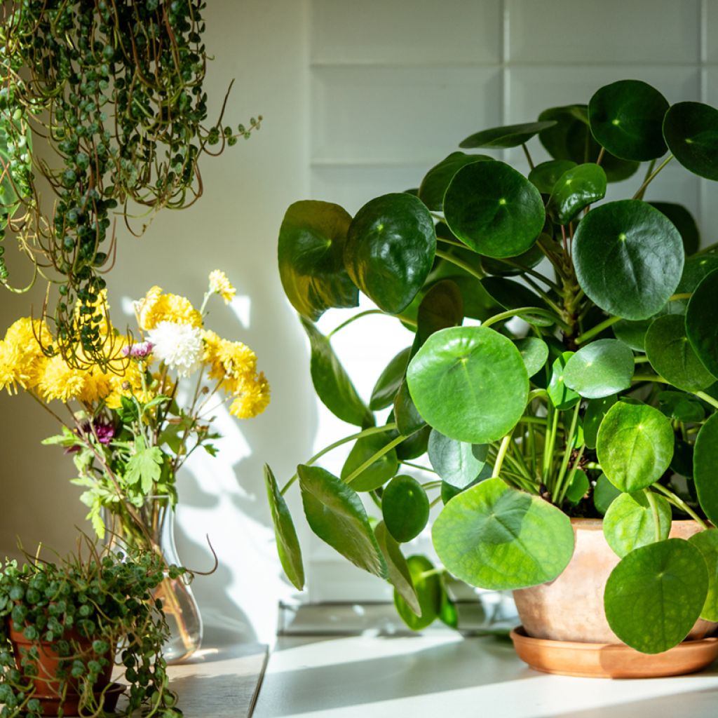 Kilpipiilea - Pilea peperomioides