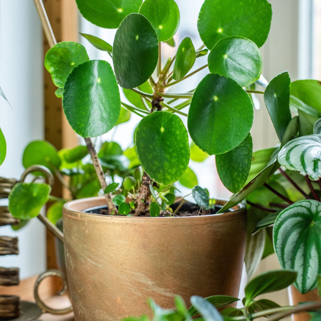 Kilpipiilea - Pilea peperomioides