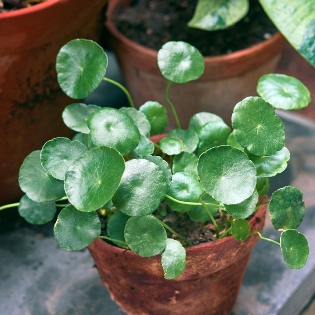 Kilpipiilea - Pilea peperomioides