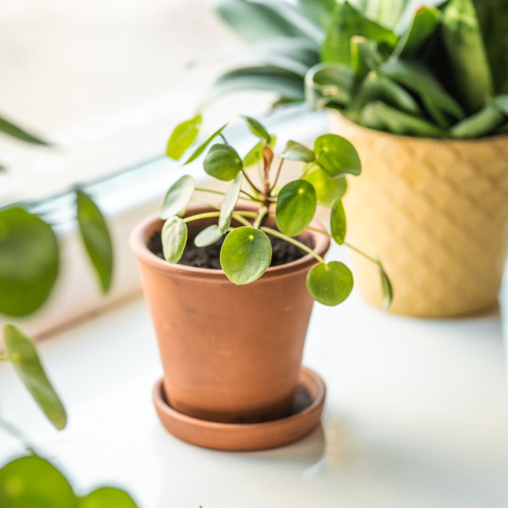Kilpipiilea - Pilea peperomioides