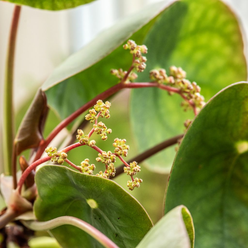 Kilpipiilea - Pilea peperomioides