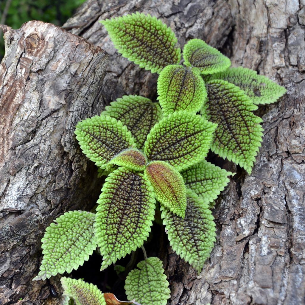 Piilea Moon Valley