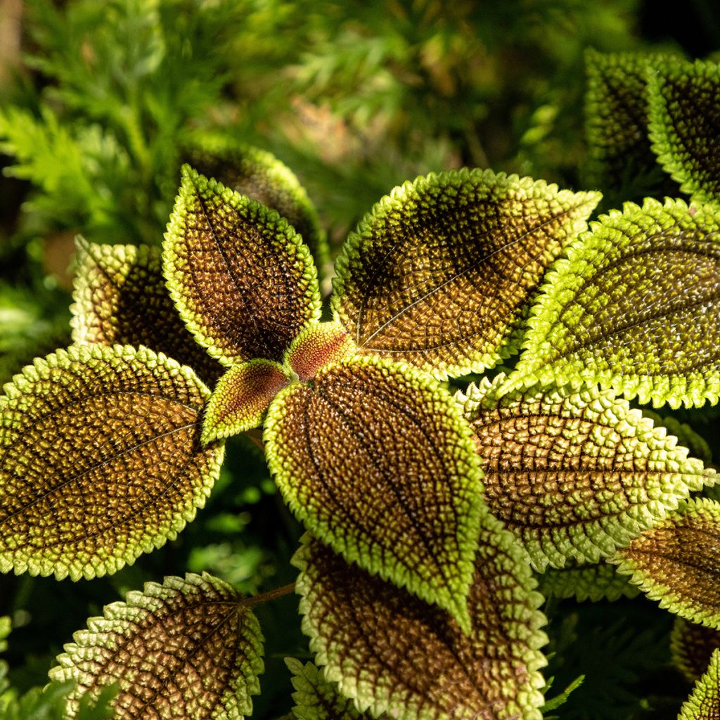 Piilea Moon Valley