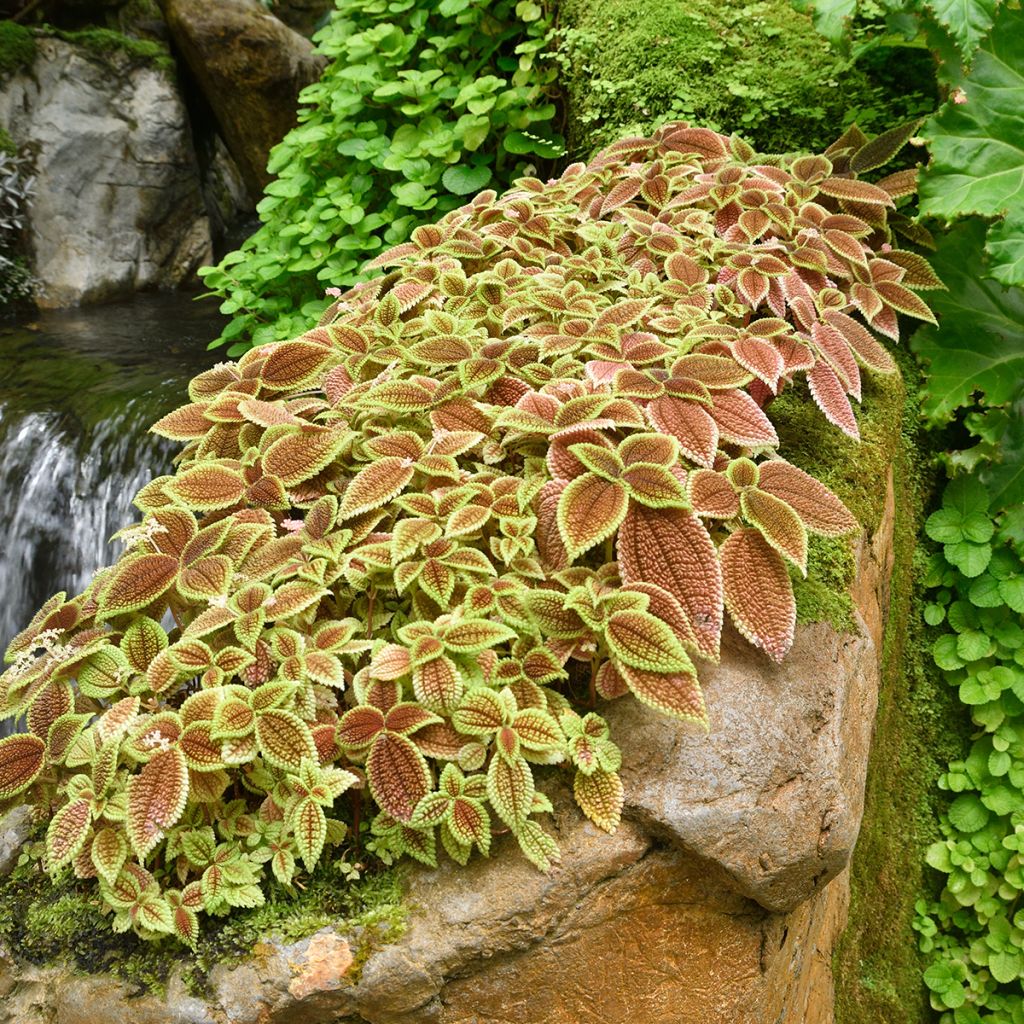 Piilea Moon Valley