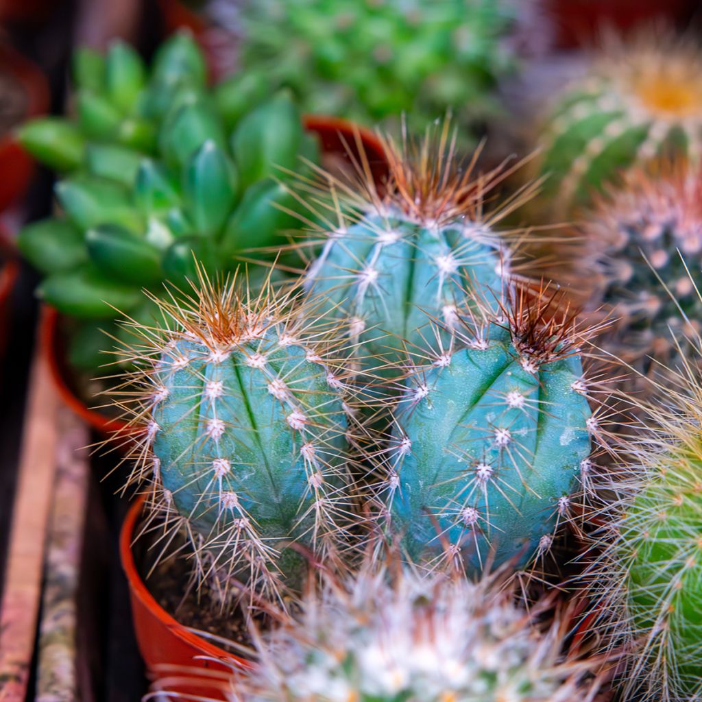 Pilosocereus azureus